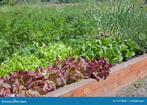 Wie Man Ein Kopfsalat-Bett Errichtet